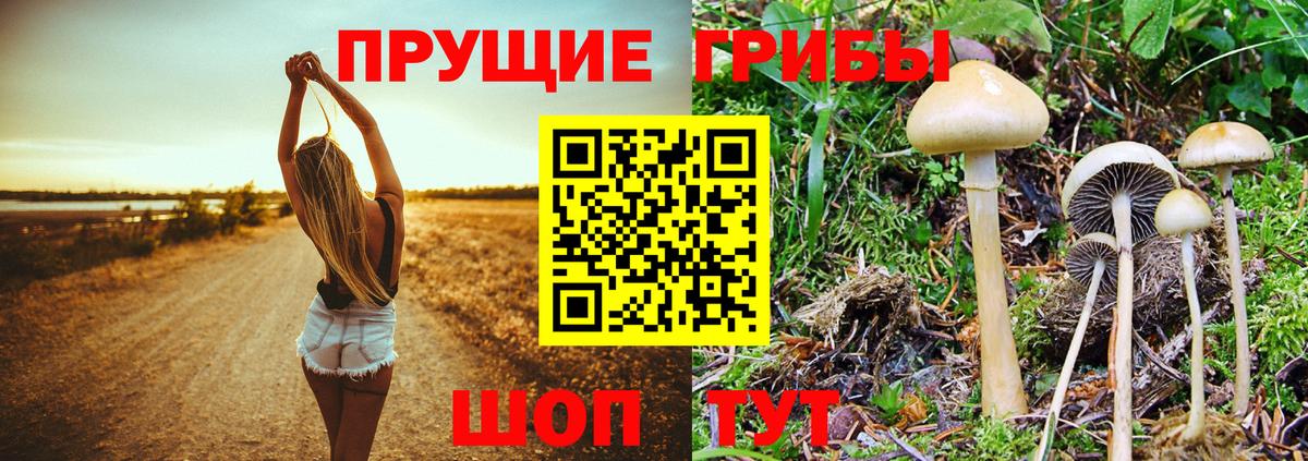 Псилоцибиновые грибы Psilocybe Отрадное